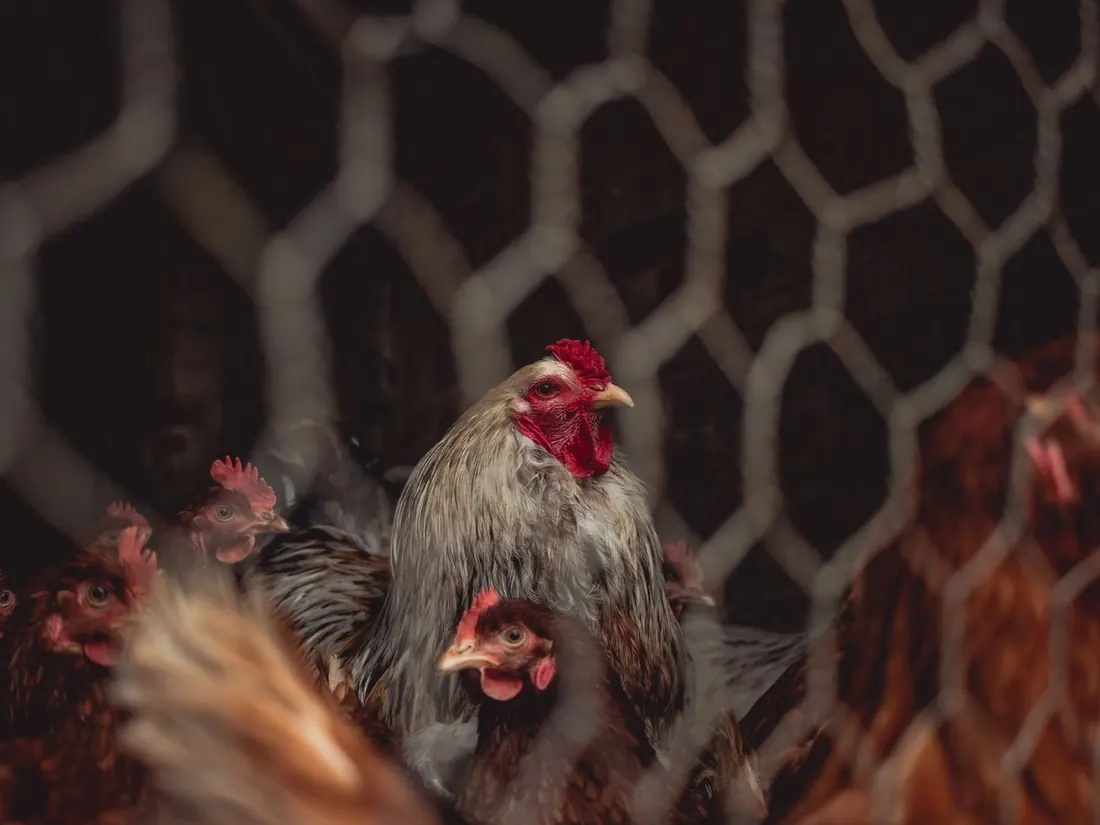 Hens behind hexagonal wire netting on a farm