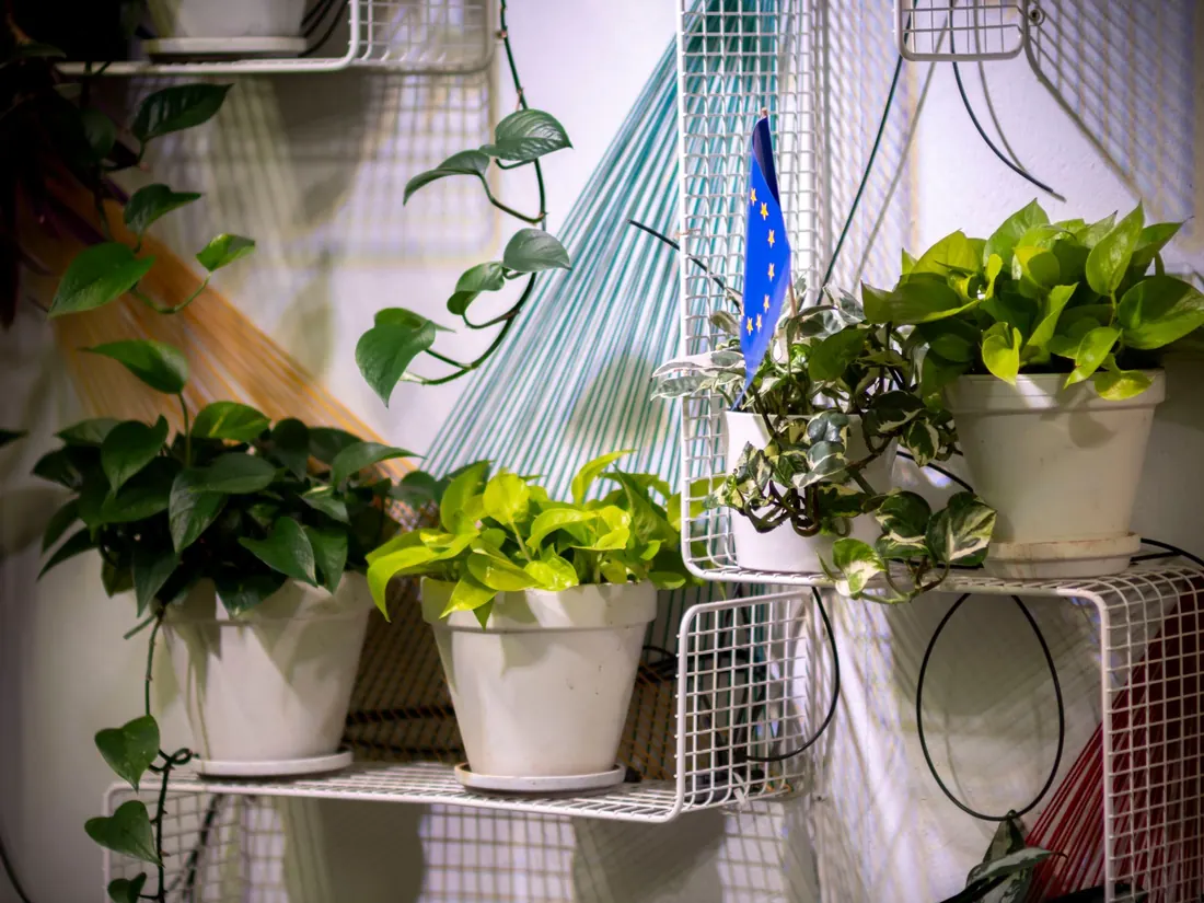 Potted plants standing on white wire shelving