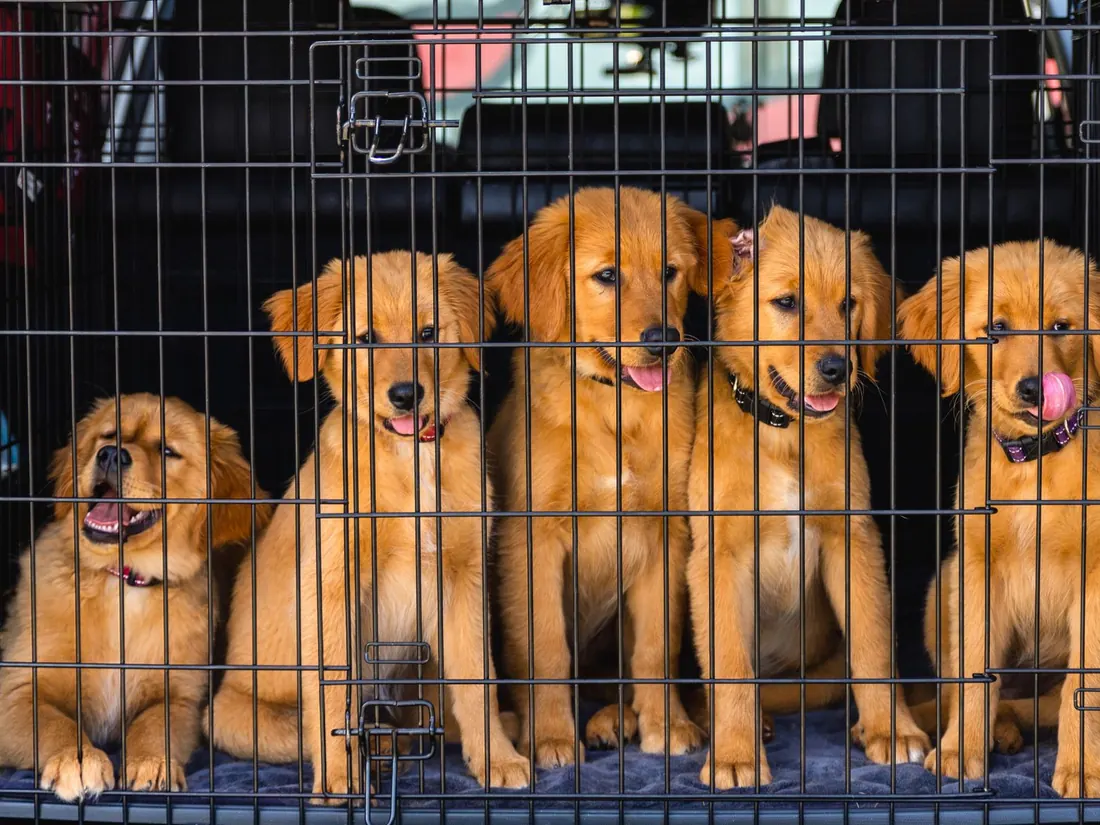 Puppies sitting inside a steel wire crate