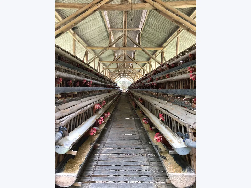 Broiler Cage