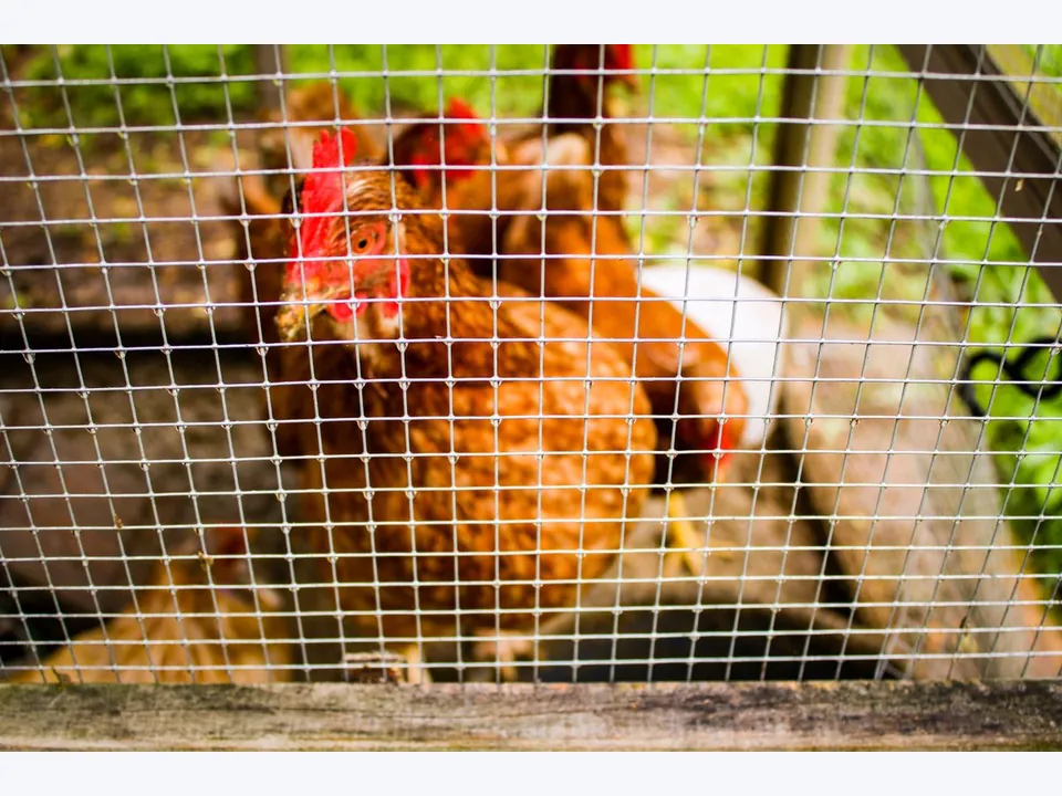 Chicken Cage