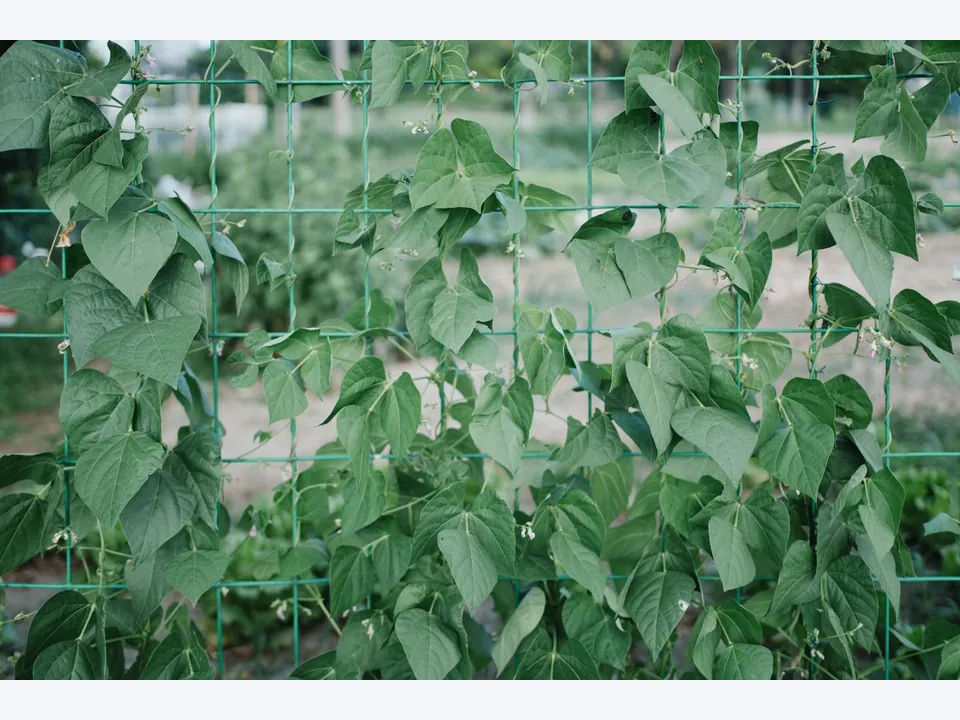 Crop Support