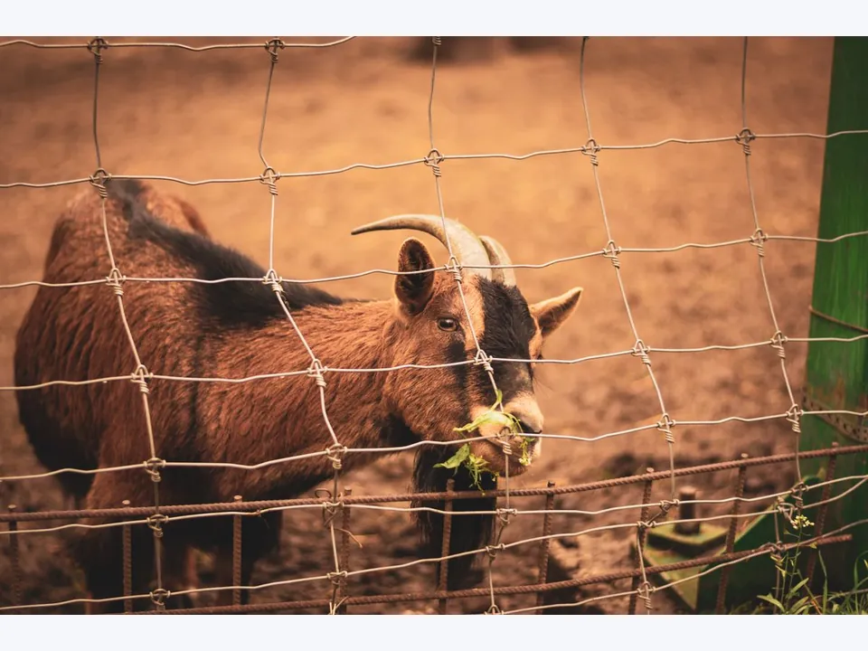 Goat Fence
