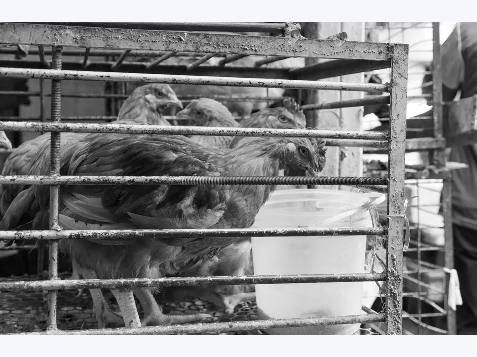 Layer Cage