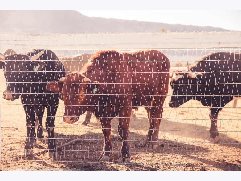 Livestock Fence