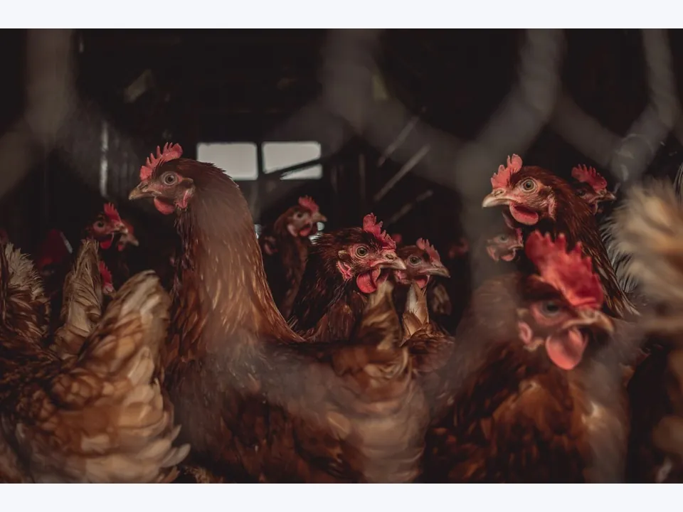 Poultry Cage
