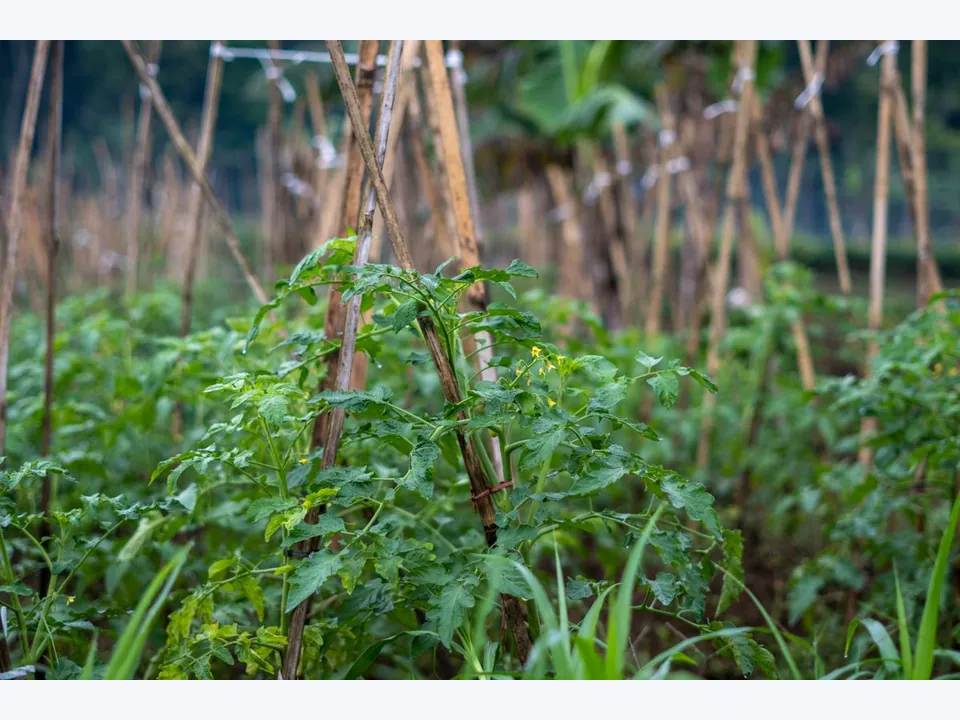 Tomato Support Cage