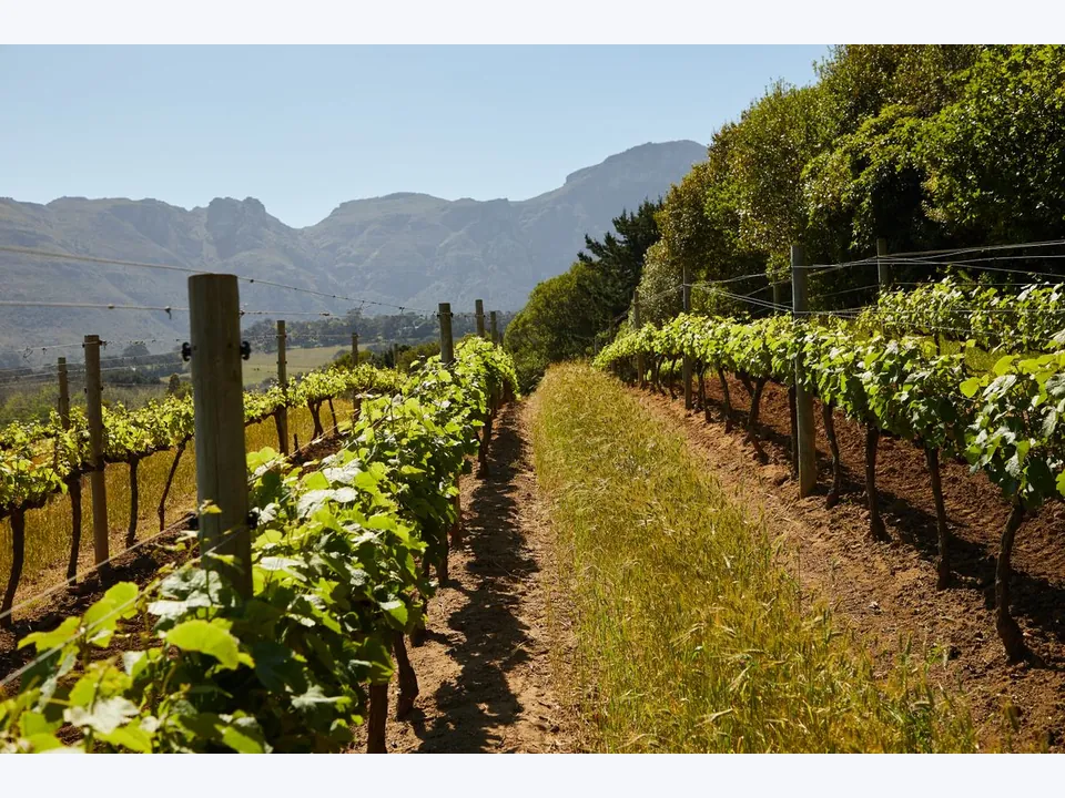 Vineyard Trellis