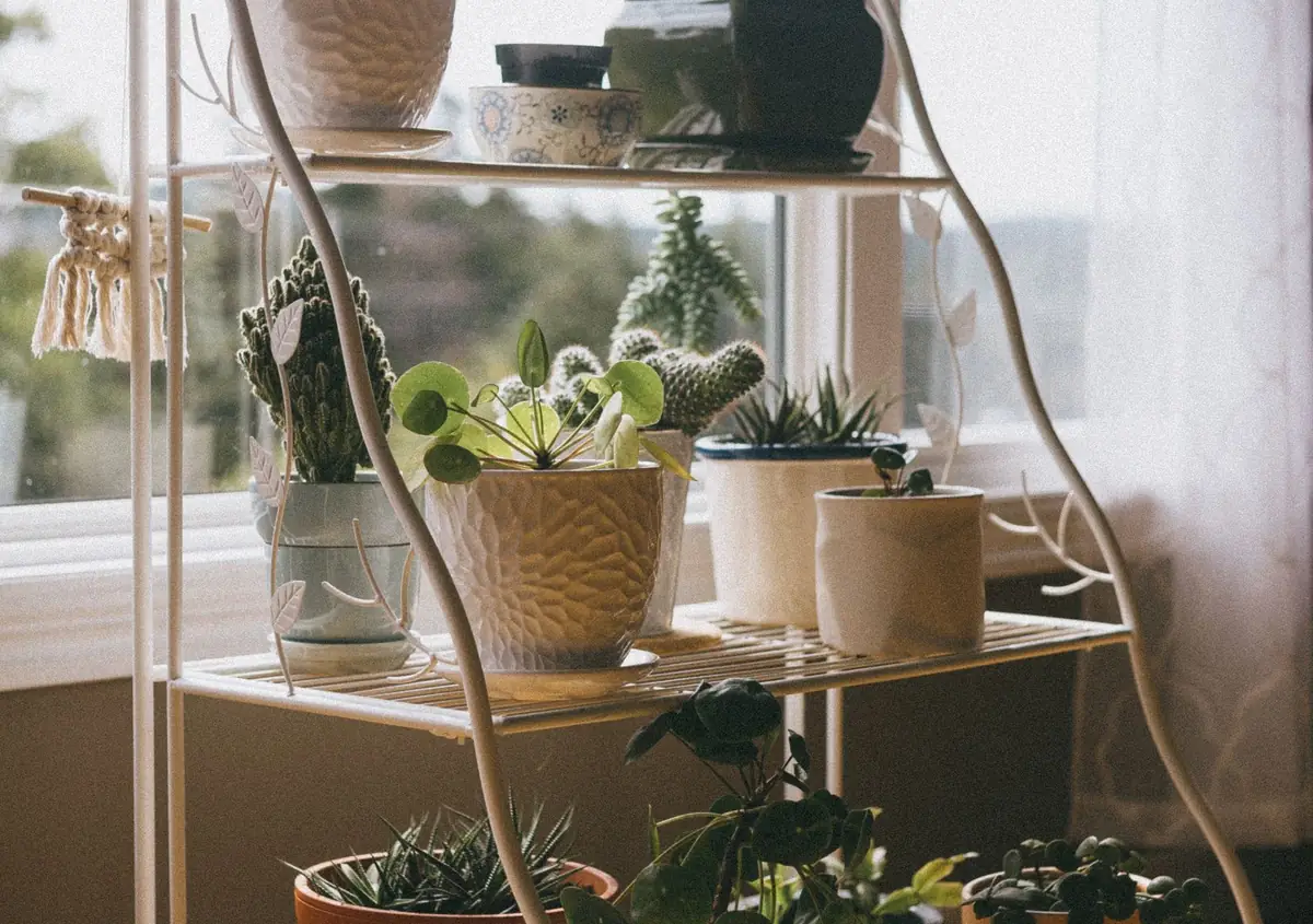 Potted plants on a tiered metal wire plant stand