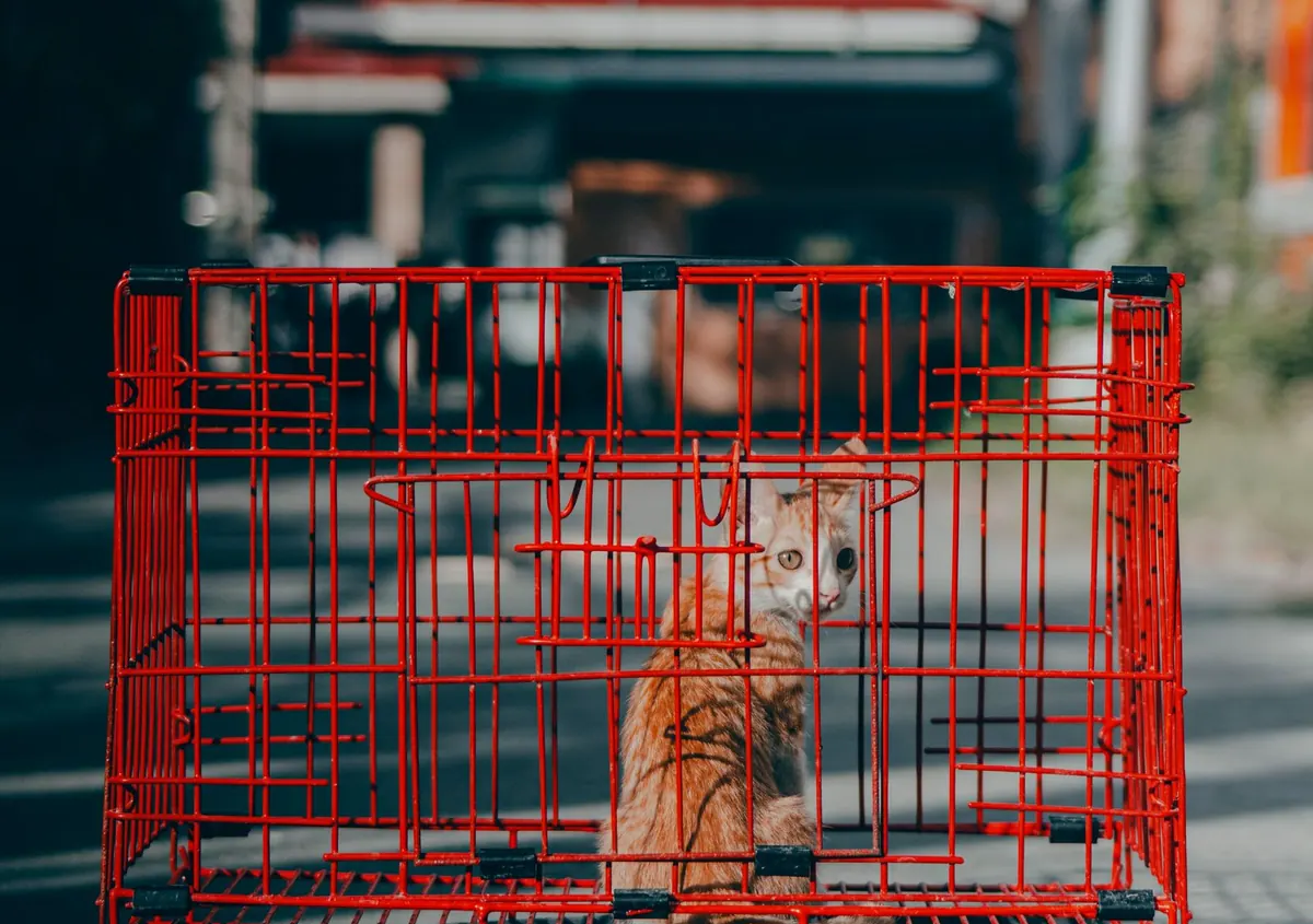 A red powder coated wire pet cage with a kitten inside
