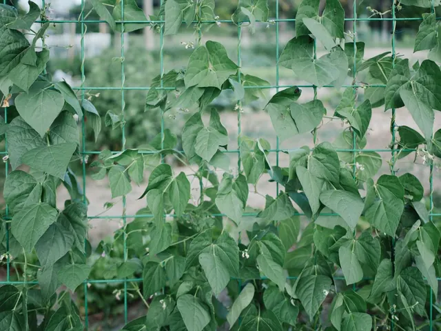 Plant Climber Support