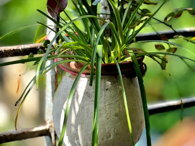 Hanging Plant Holder
