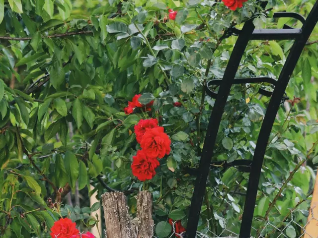 Garden Trellis