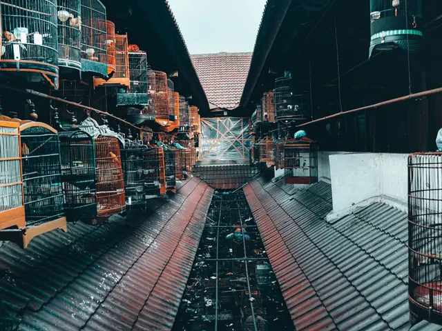 Bird Cage
