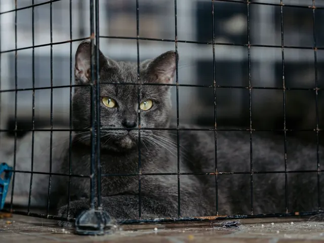 Cat Cage