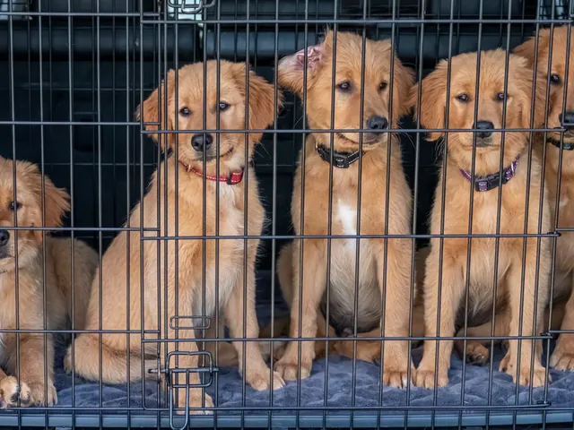 Dog Crate
