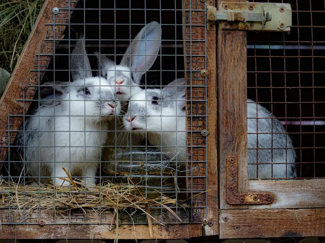Pet Fence