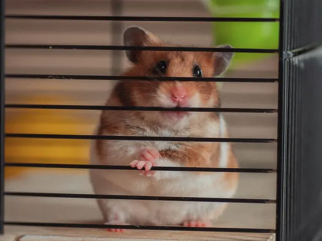 Hamster Cage