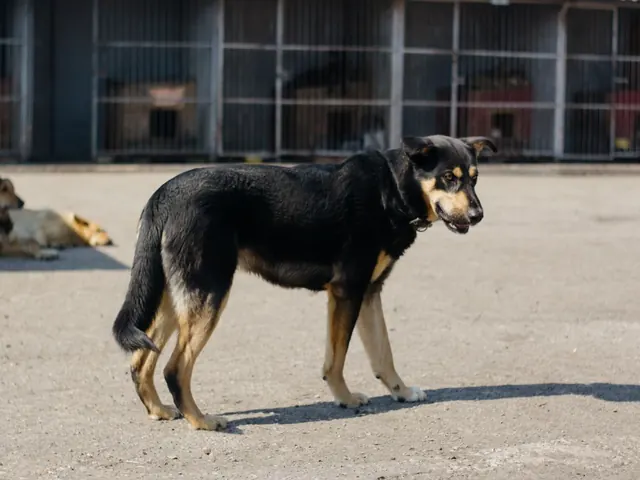 Dog Kennel