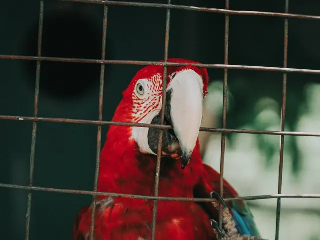 Parrot Cage