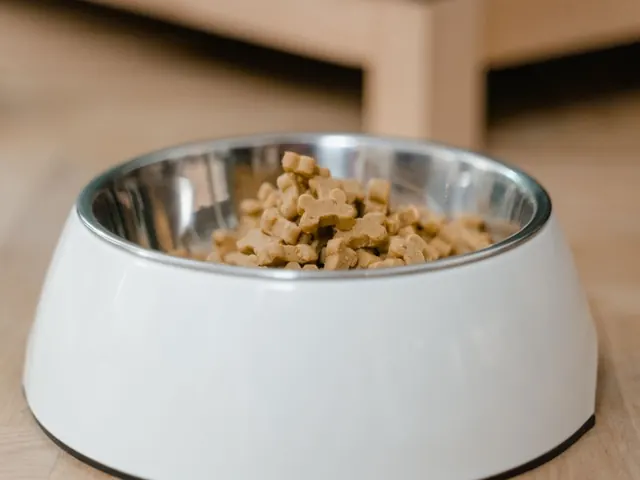 Pet Feeding Stand