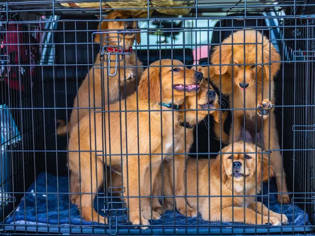 Puppy Playpen